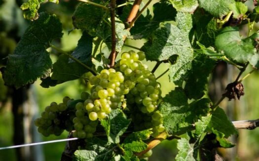 Inwestowanie w winnice i agroturystykę we Włoszech