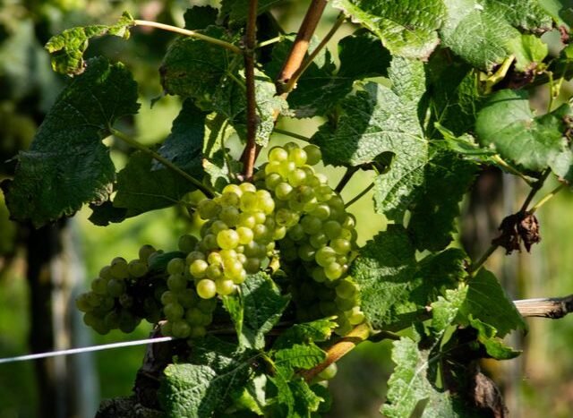 Inwestowanie w winnice i agroturystykę we Włoszech